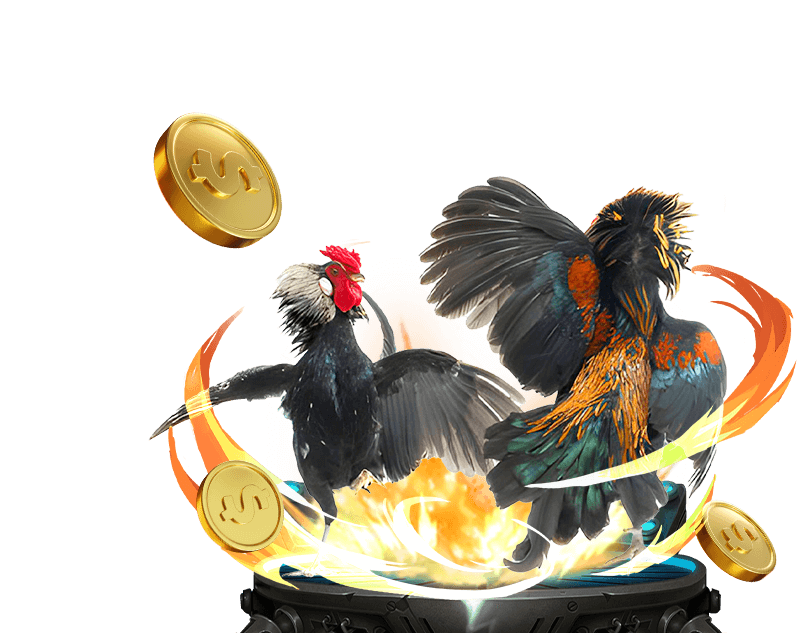 Cá cược Đá gà rr88